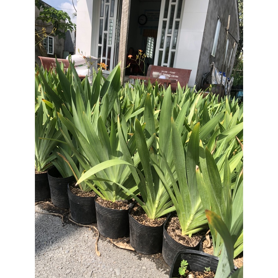 Xạ can  chữa viêm họng