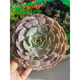 Sen Đá Bắp Cải - Chậu To