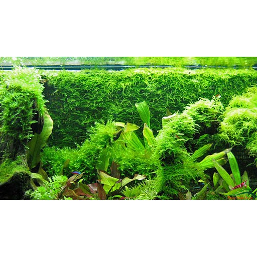 Dây cước dùng để buộc rêu - Phụ kiện thủy sinh