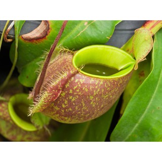 HẠT GIỐNG CÂY NẮP ẤM