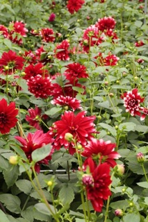củ giống hoa thược dược