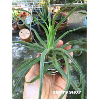 Cây Không Khí Streptophylla