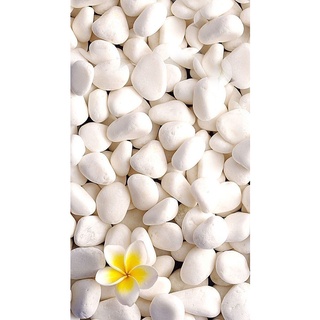 SỎI TRẮNG TRANG TRÍ 500 GR (đủ cỡ)