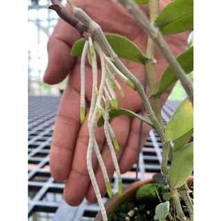 Thuốc kích rễ root90 siêu kích rễ nhập khẩu Mỹ