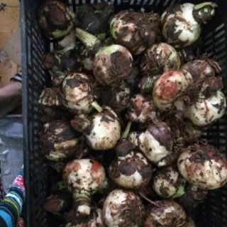 Củ hoa huệ giả hành to