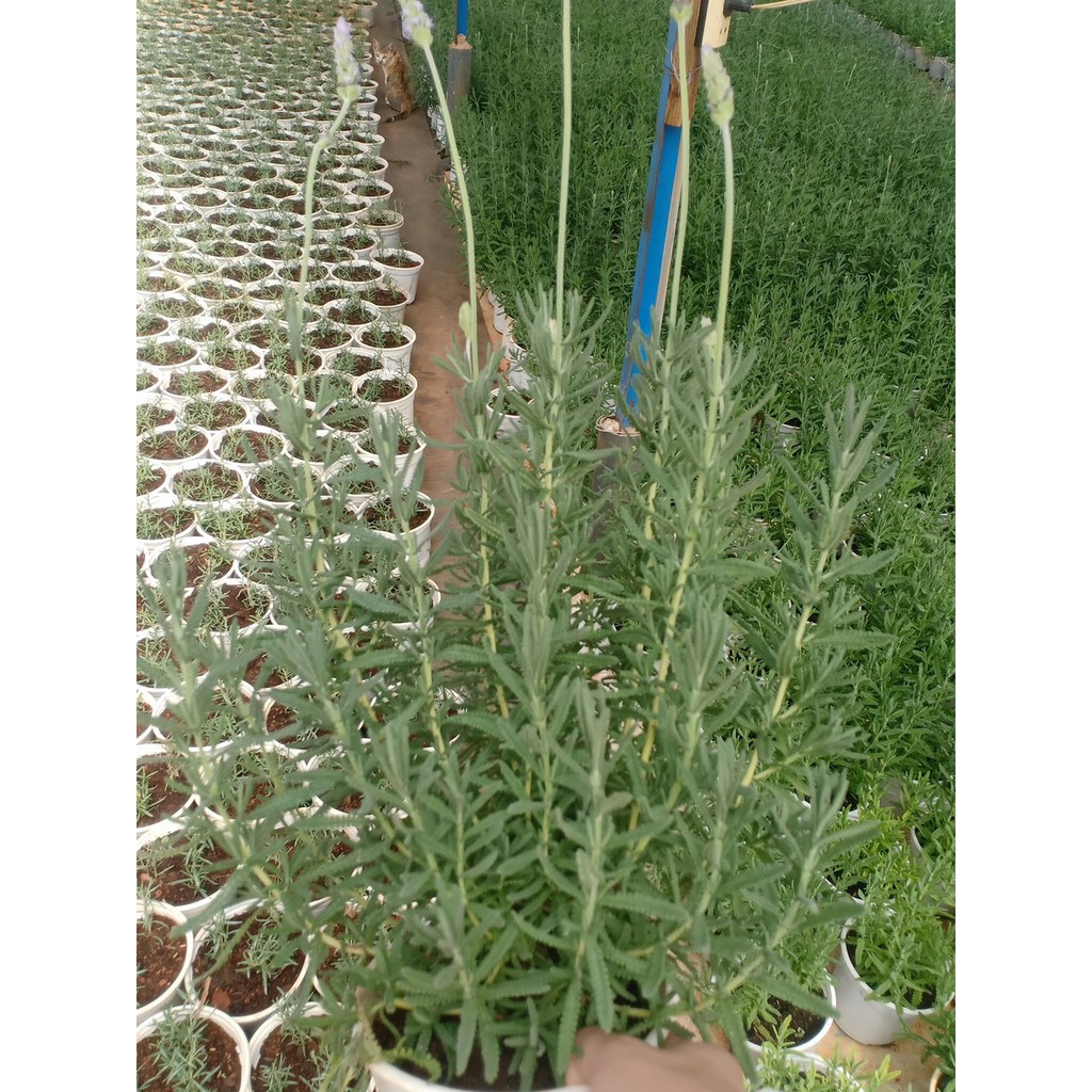 Chậu cây lavender đang hoa