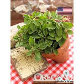 10Gr 100K Hạt Hạt Giống Oregano Kinh Giới Tây (| C25*X31)