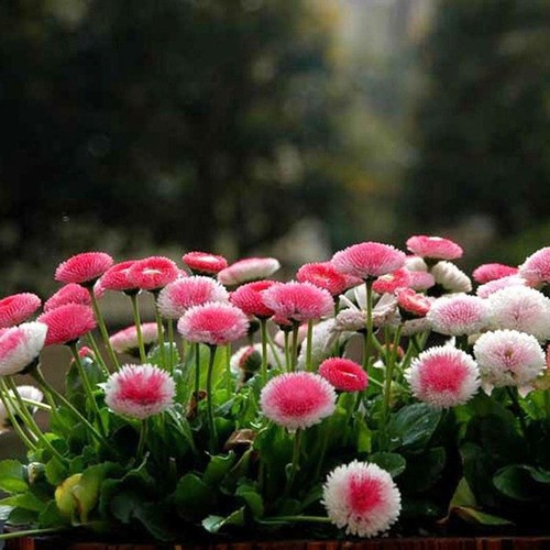 Hạt giống hoa cúc anh( cúc bellis) gói 50 hạt