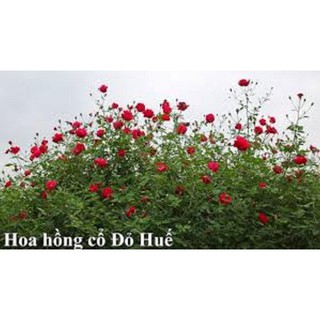 Combo 3 hồng cổ đỏ huế -hồng quế son - hàng hiếm
