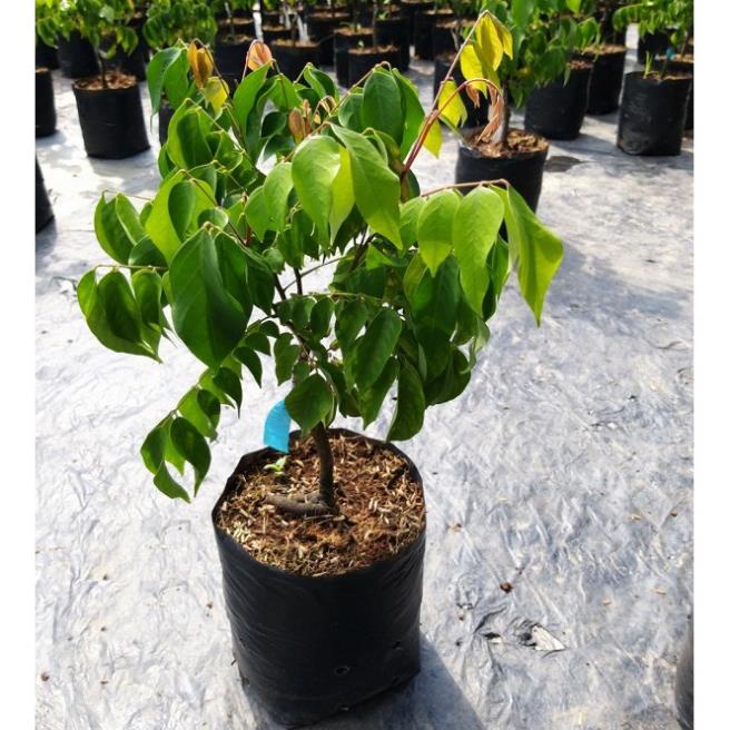 Cây Giống Khế Chua Rùng Mình .