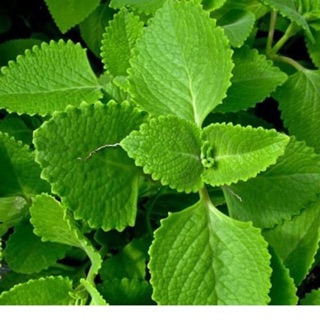 Hạt giống húng chanh - gói 0,1 gram