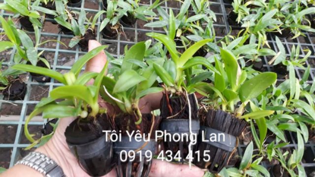 5 Cây giống hoa lan dendro màu,  dendro mini.  Lựa khác màu