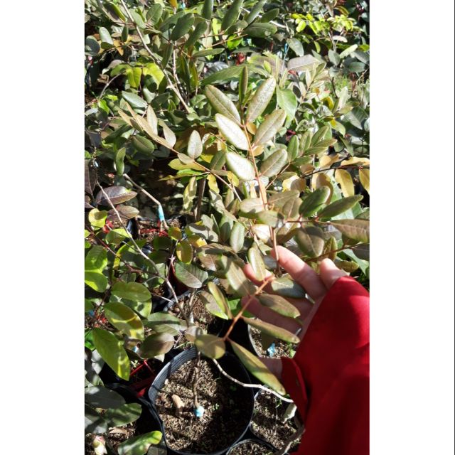 Cây nhãn xuồng đỏ.