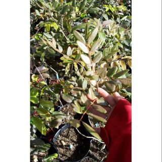 Cây nhãn xuồng đỏ.