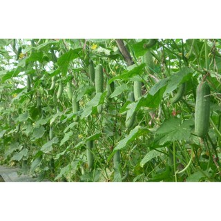 Hạt giống Dưa Leo Dưa Chuột