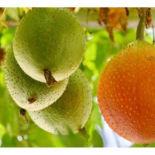 Hạt giống cây gấc cao sản (10 hạt ) (TẶNG gói kích thích hỗ trợ hạt nảy mầm)