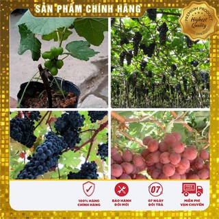 Hạt Giống Nho Pháp
