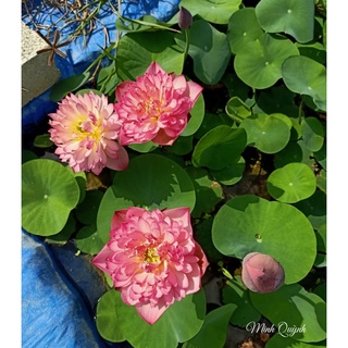 Củ sen Red rosy