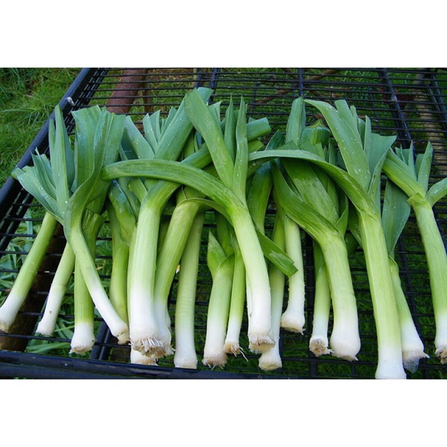 Hạt giống tỏi tây - hành boro- gói 2gr