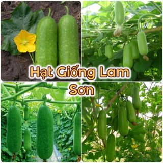 BÍ ĐAO CHANH CAO SẢN - ruột đặc, trái thon