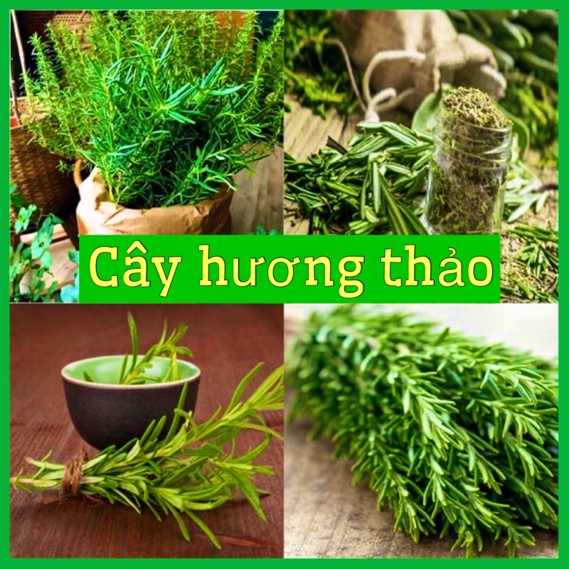 Chậu cây hương thảo (rosemary) cao 25-30cm tán rộng nhiều cành lá mùi thơm (ảnh thật 3 hình cuối)