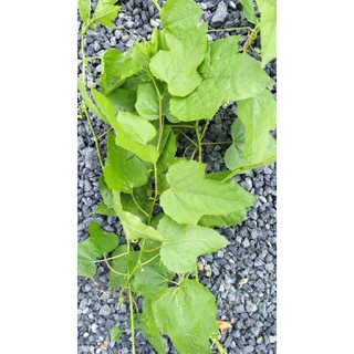 Dây nhãn lồng khô 1kg