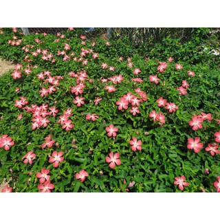 400 Hạt giống sâm Bố chính hoa đỏ