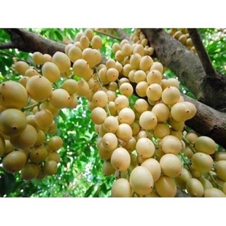 Cây giống Bòn Bon Thái