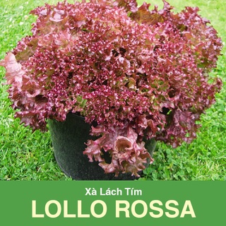Hạt giống xà lách tím lollo rossa