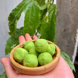 Bắp cải xanh thu nhỏ bằng đất sét