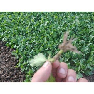 combo 1000 cây hoa cúc giống vàng pha lê