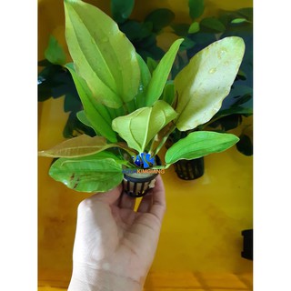 2 Giỏ cây thủy sinh trầu bà