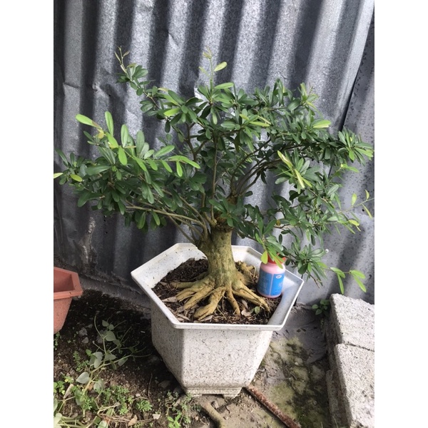 Linh Sam đồng giá 500