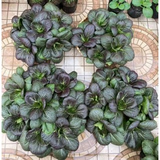 hạt giống cải pak choy tím 100 hạt