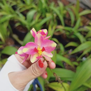 Cây địa lan chu dinh hoa màu hồng, lan lá cau - đang nụ hoặc đang hoa - Spathoglottis plicata - Summer Garden