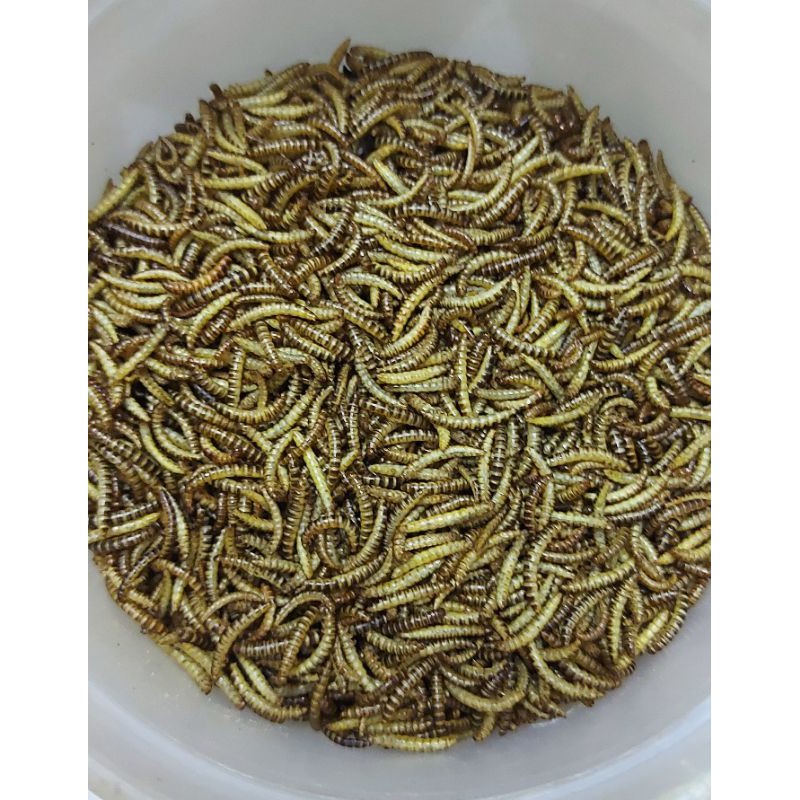 Sâu gạo rang dành cho hamster 50g