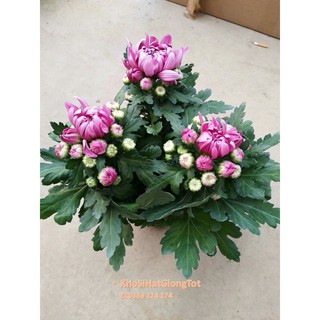 Hạt Giống Hoa Cúc Đại Đóa Bông To 10cm Cánh Nhuyễn Mix Màu 70cm (Callistephus)