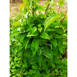 Hạt Giống Cây Lá Giang - 10 hạt (TẶNG gói kích thích hỗ trợ hạt nảy mầm)