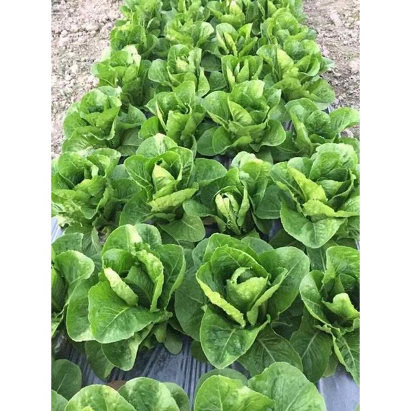 HẠT GIỐNG XÀ LÁCH CHỊU NHIỆT ROMAINE GEM