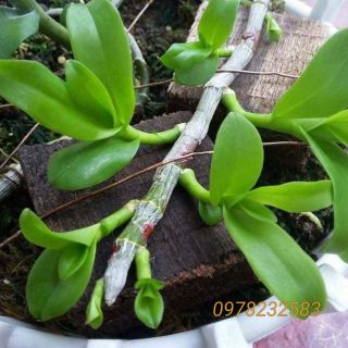 Combo 6 sản phẩm Kích Kie hoa Lan