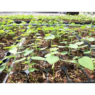 hạt giống cây sương sâm lông - 50 hạt