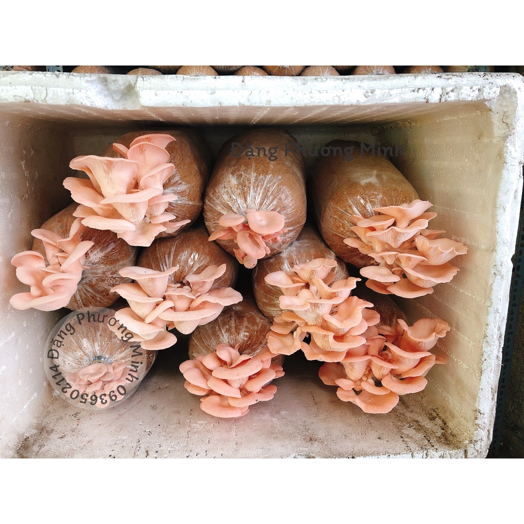 Bịch giống trồng nấm HỔNG NGỌC bịch lớn , Bịch phôi giống nấm hồng ngọc bịch lớn