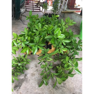 CHERRY NHIỆT ĐỚI siêu đẹp (ảnh thật )