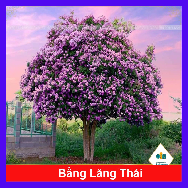 Cây bằng lăng thái - cây cảnh sân vườn + tặng phân bón cho cây