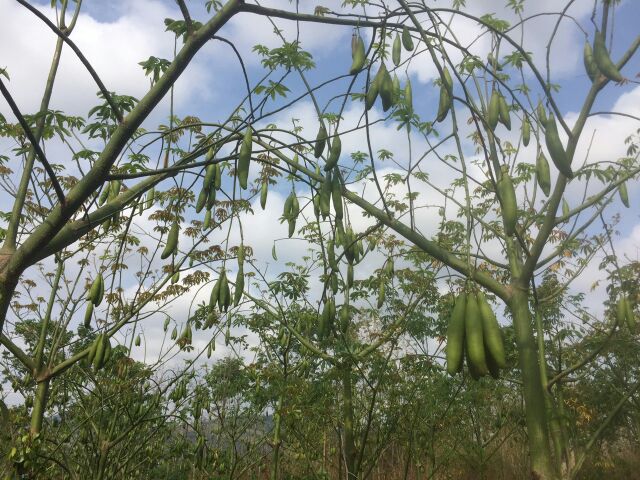 Bông Gòn Trái Tự Nhiên 100% ko pha tạp chất 1 ký 119k