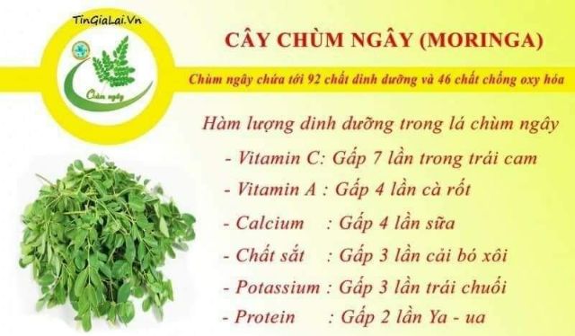 Bột chùm ngây nguyên chất sấy lạnh gói 100g