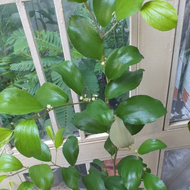 Cây táo thái lan mới về, cao 100cm, bầu to, cây đang nhiều bông.