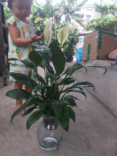 Lan ý thuỷ sinh