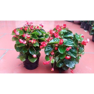 Cây hoa thu Hải đường