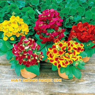 Hạt Giống Hoa Huyền Sâm - 5 Hạt